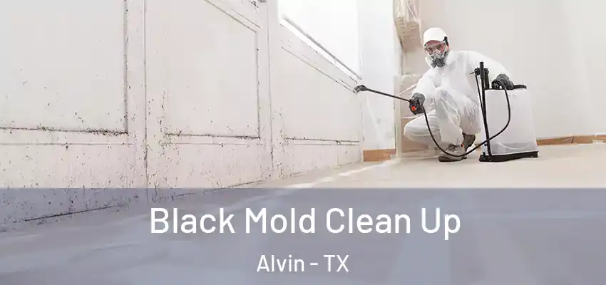  Black Mold Clean Up Alvin - TX