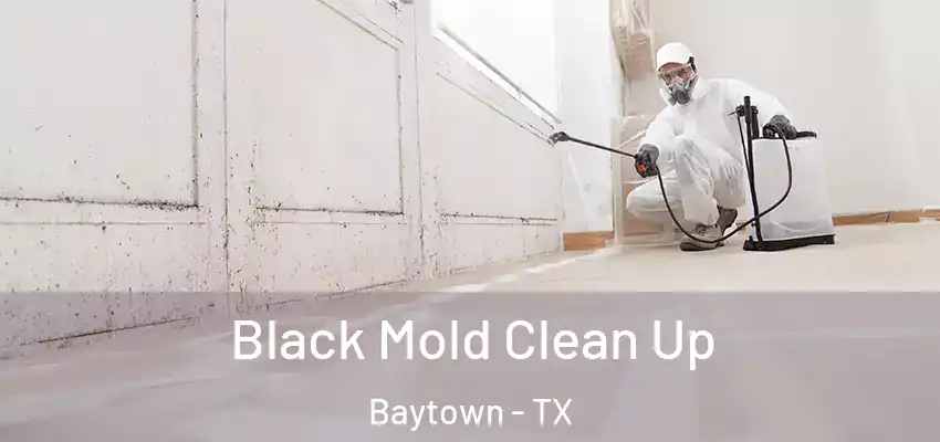  Black Mold Clean Up Baytown - TX