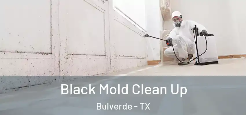  Black Mold Clean Up Bulverde - TX