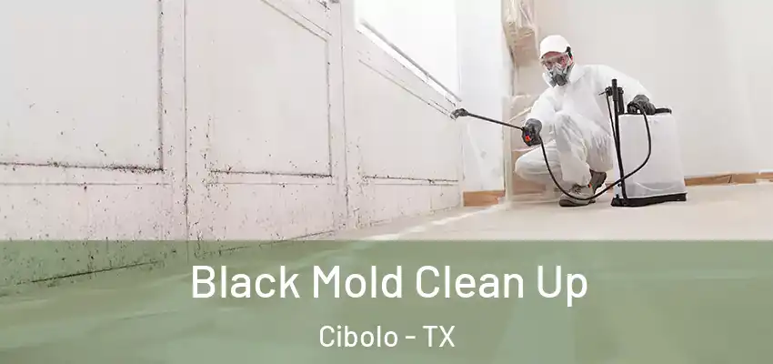  Black Mold Clean Up Cibolo - TX