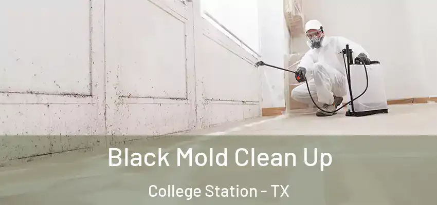 Black Mold Clean Up College Station - TX
