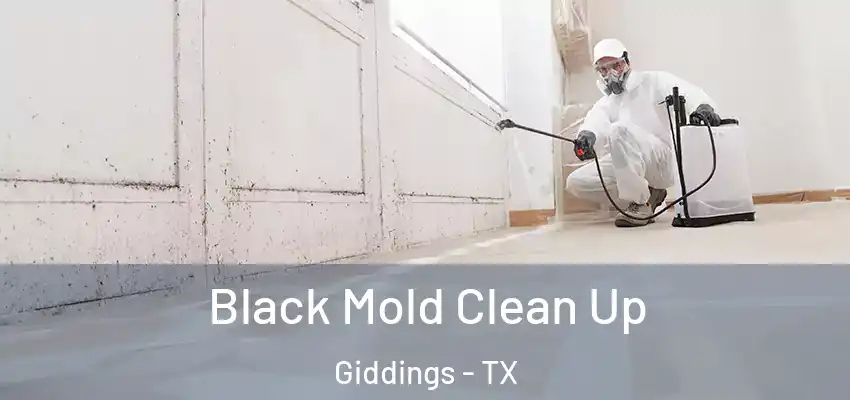  Black Mold Clean Up Giddings - TX