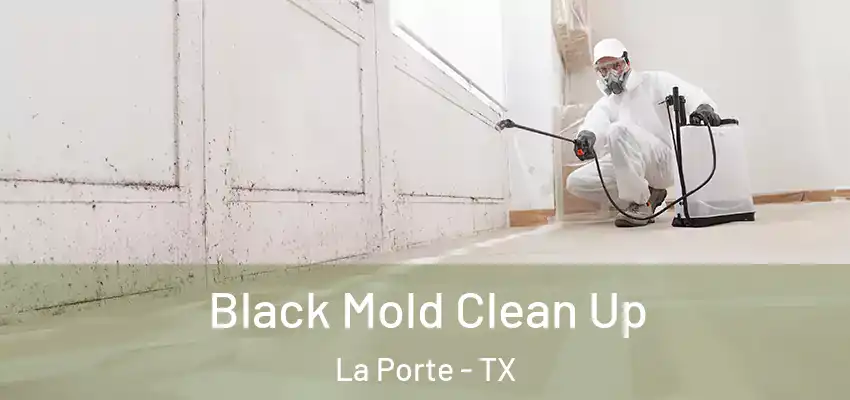  Black Mold Clean Up La Porte - TX