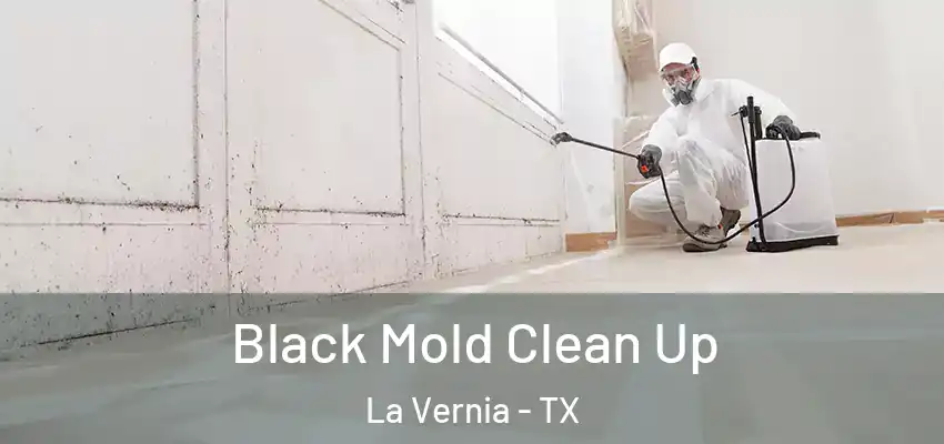  Black Mold Clean Up La Vernia - TX