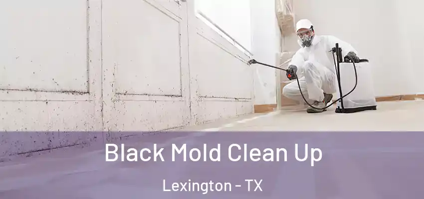  Black Mold Clean Up Lexington - TX