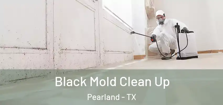  Black Mold Clean Up Pearland - TX
