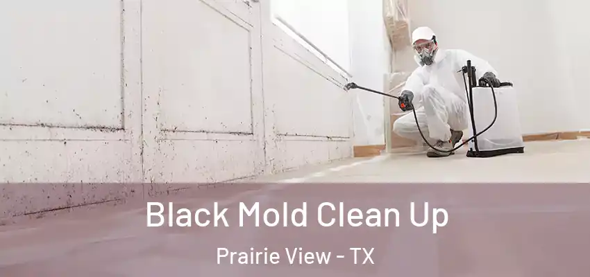  Black Mold Clean Up Prairie View - TX