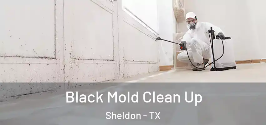  Black Mold Clean Up Sheldon - TX