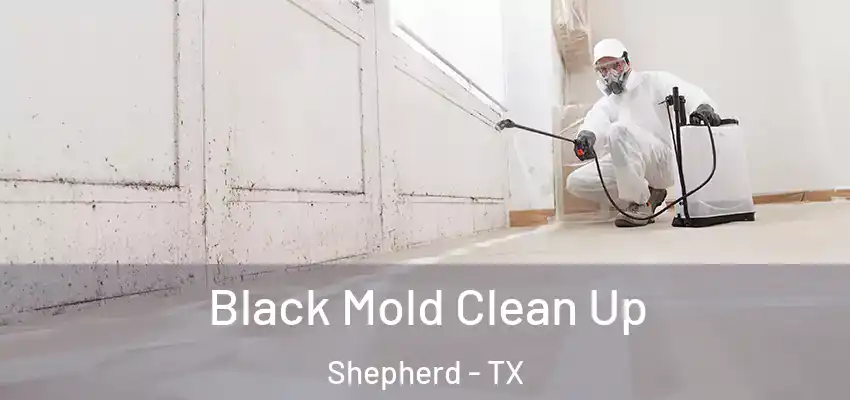  Black Mold Clean Up Shepherd - TX