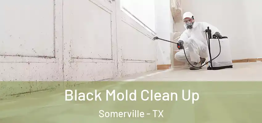  Black Mold Clean Up Somerville - TX