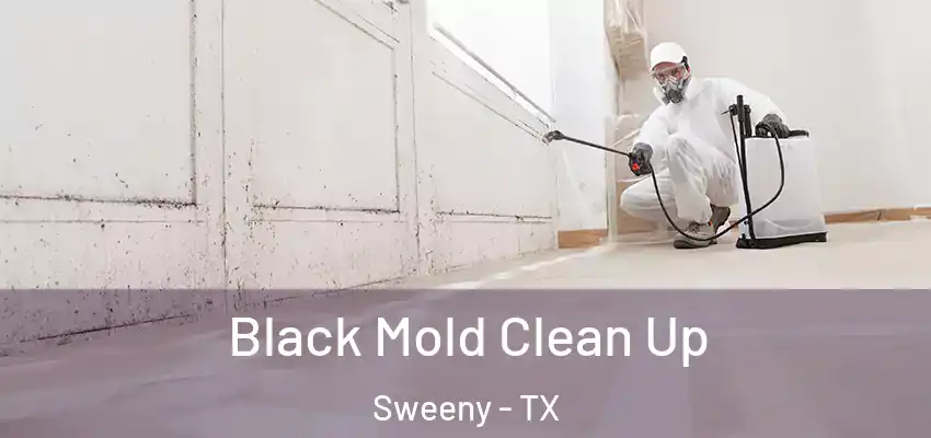  Black Mold Clean Up Sweeny - TX