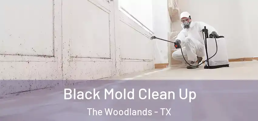  Black Mold Clean Up The Woodlands - TX