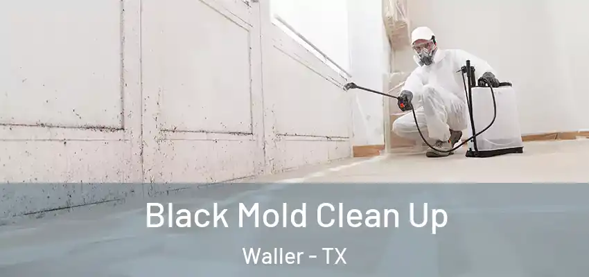  Black Mold Clean Up Waller - TX