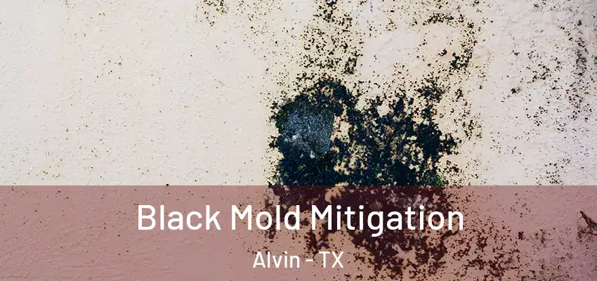  Black Mold Mitigation Alvin - TX