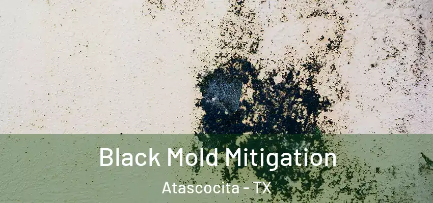  Black Mold Mitigation Atascocita - TX