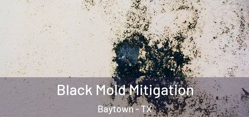  Black Mold Mitigation Baytown - TX
