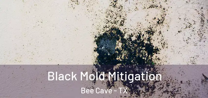  Black Mold Mitigation Bee Cave - TX