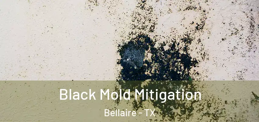  Black Mold Mitigation Bellaire - TX