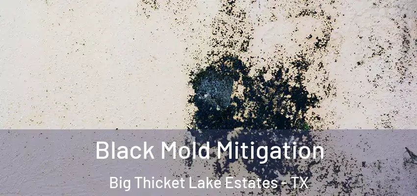  Black Mold Mitigation Big Thicket Lake Estates - TX