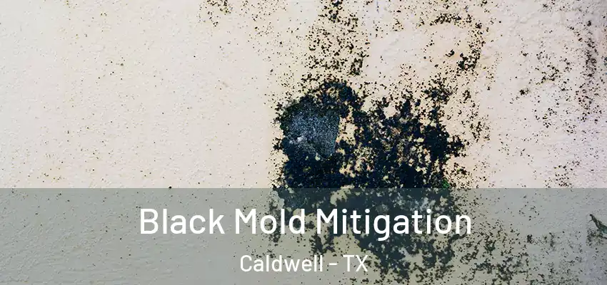  Black Mold Mitigation Caldwell - TX