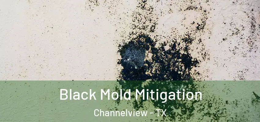  Black Mold Mitigation Channelview - TX