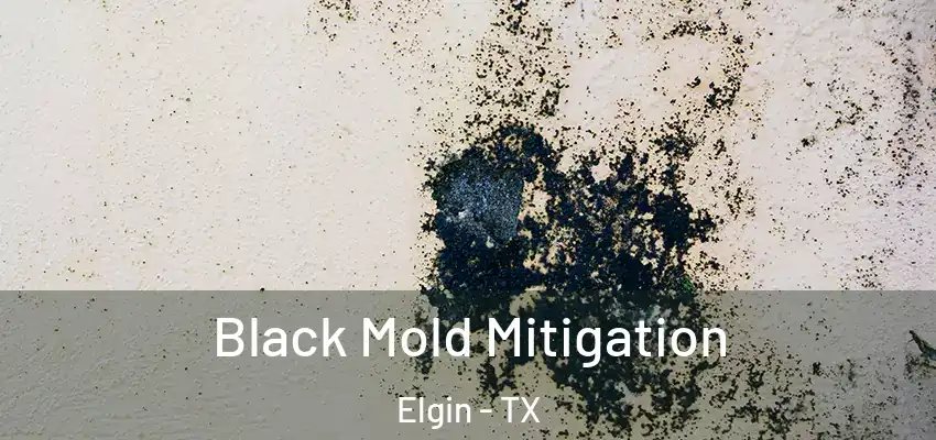  Black Mold Mitigation Elgin - TX