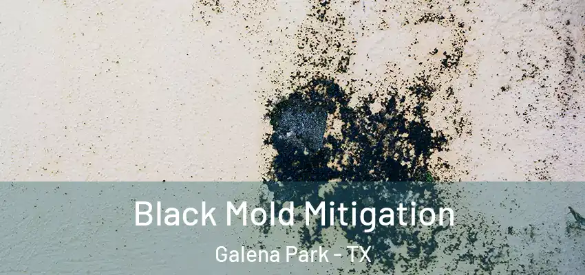  Black Mold Mitigation Galena Park - TX
