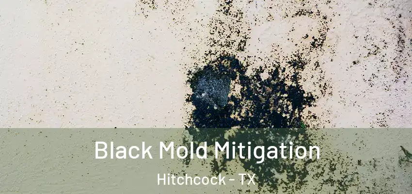  Black Mold Mitigation Hitchcock - TX