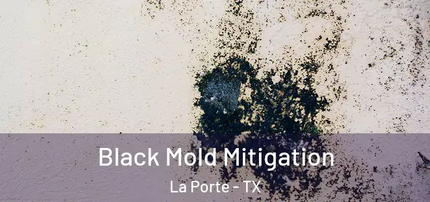  Black Mold Mitigation La Porte - TX