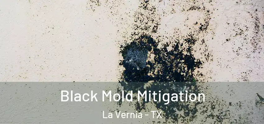  Black Mold Mitigation La Vernia - TX