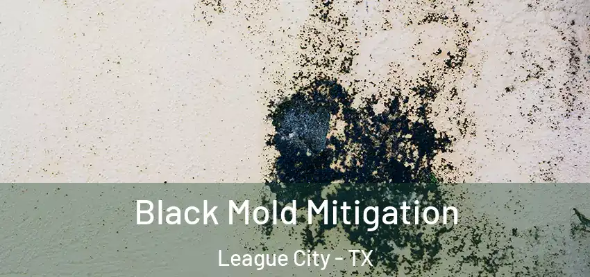  Black Mold Mitigation League City - TX