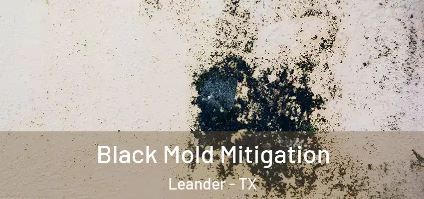  Black Mold Mitigation Leander - TX