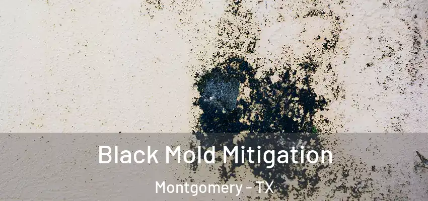  Black Mold Mitigation Montgomery - TX