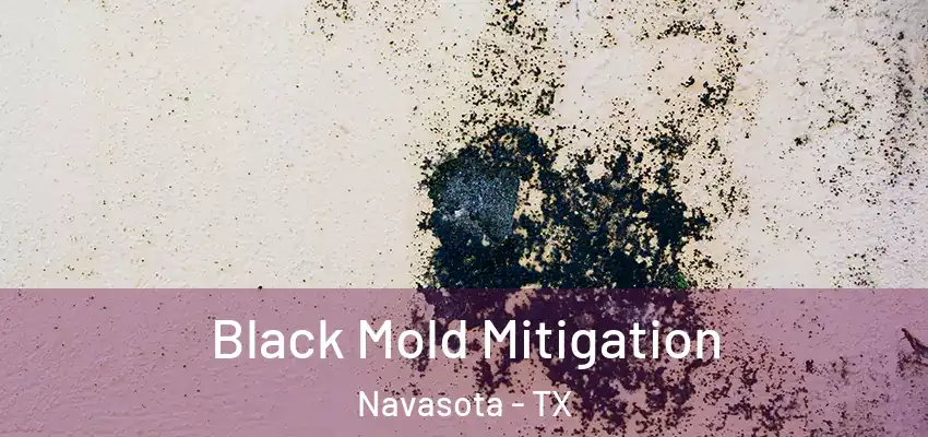  Black Mold Mitigation Navasota - TX