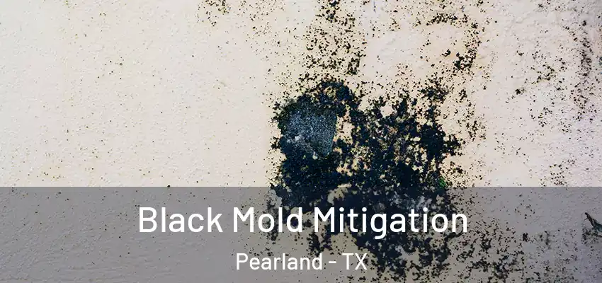  Black Mold Mitigation Pearland - TX