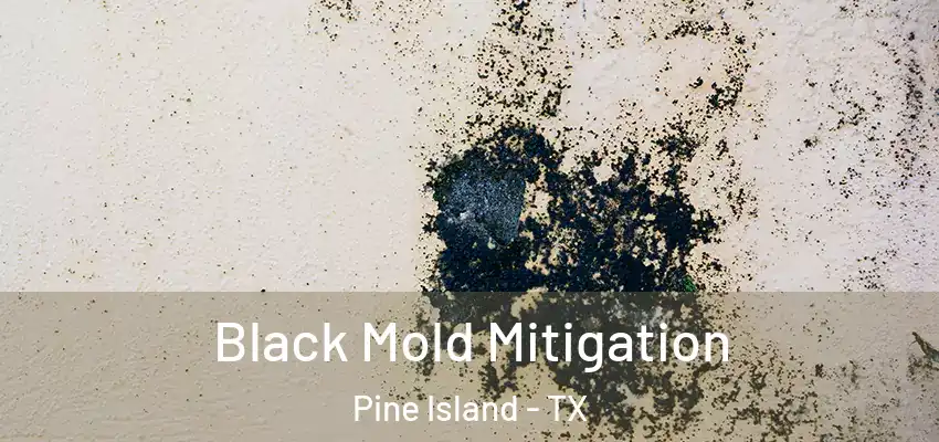  Black Mold Mitigation Pine Island - TX