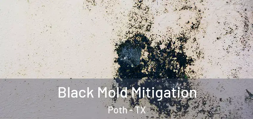  Black Mold Mitigation Poth - TX