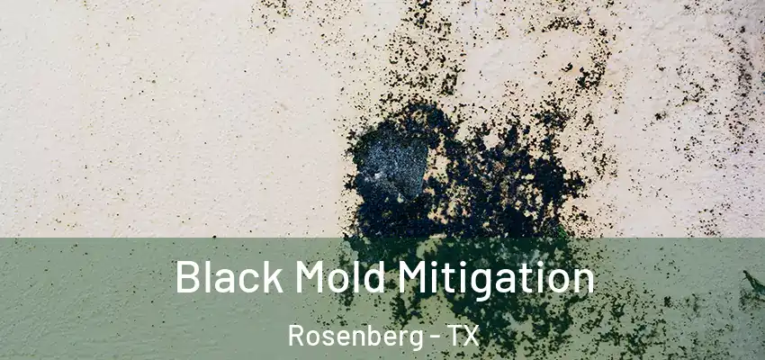  Black Mold Mitigation Rosenberg - TX