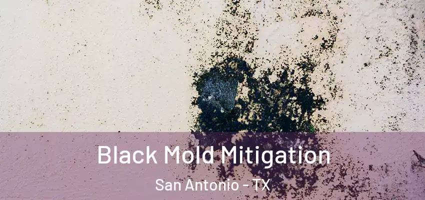  Black Mold Mitigation San Antonio - TX
