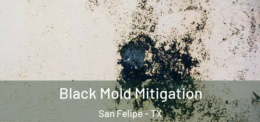  Black Mold Mitigation San Felipe - TX