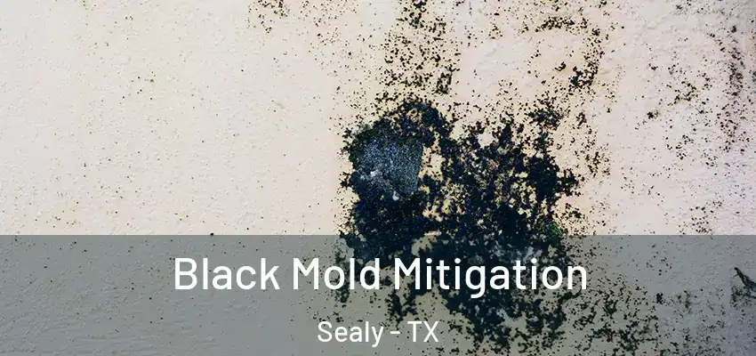  Black Mold Mitigation Sealy - TX