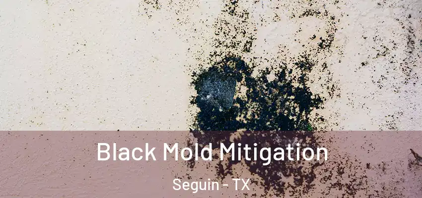  Black Mold Mitigation Seguin - TX
