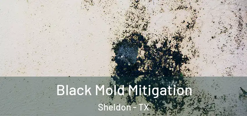  Black Mold Mitigation Sheldon - TX