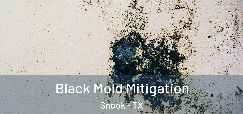  Black Mold Mitigation Snook - TX