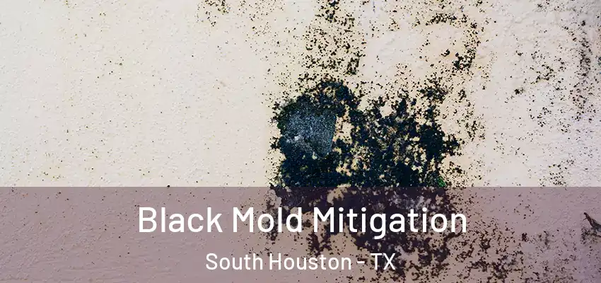  Black Mold Mitigation South Houston - TX