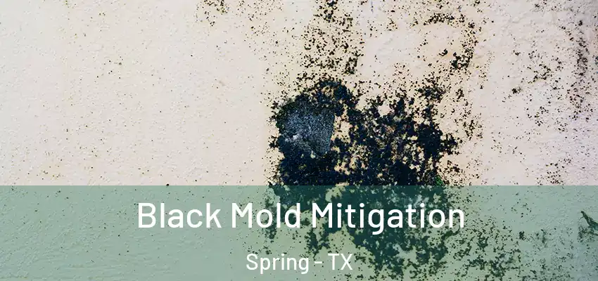  Black Mold Mitigation Spring - TX