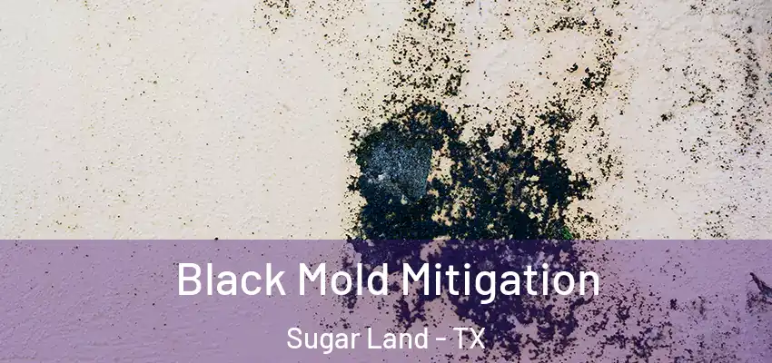  Black Mold Mitigation Sugar Land - TX