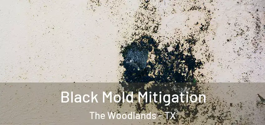  Black Mold Mitigation The Woodlands - TX