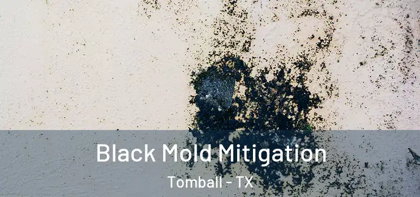  Black Mold Mitigation Tomball - TX