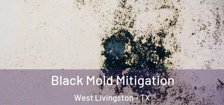  Black Mold Mitigation West Livingston - TX